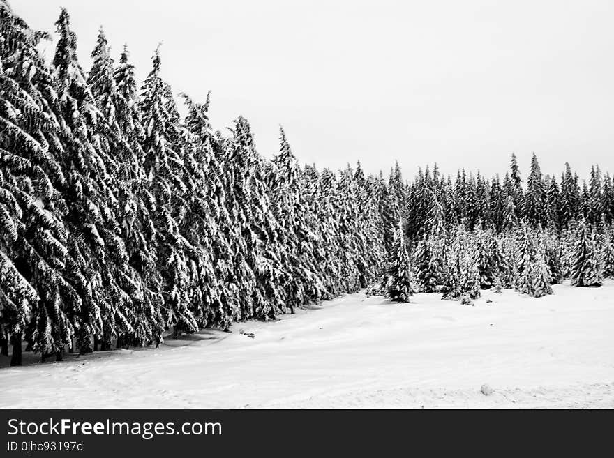 Snowy Field And Trees