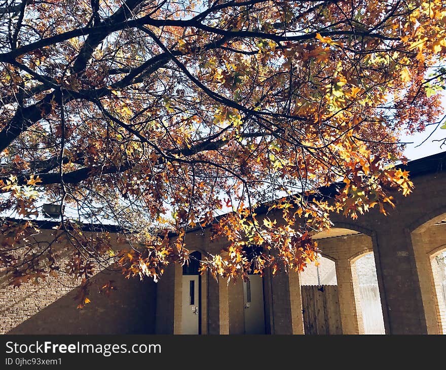 Photography of Brown Leaves