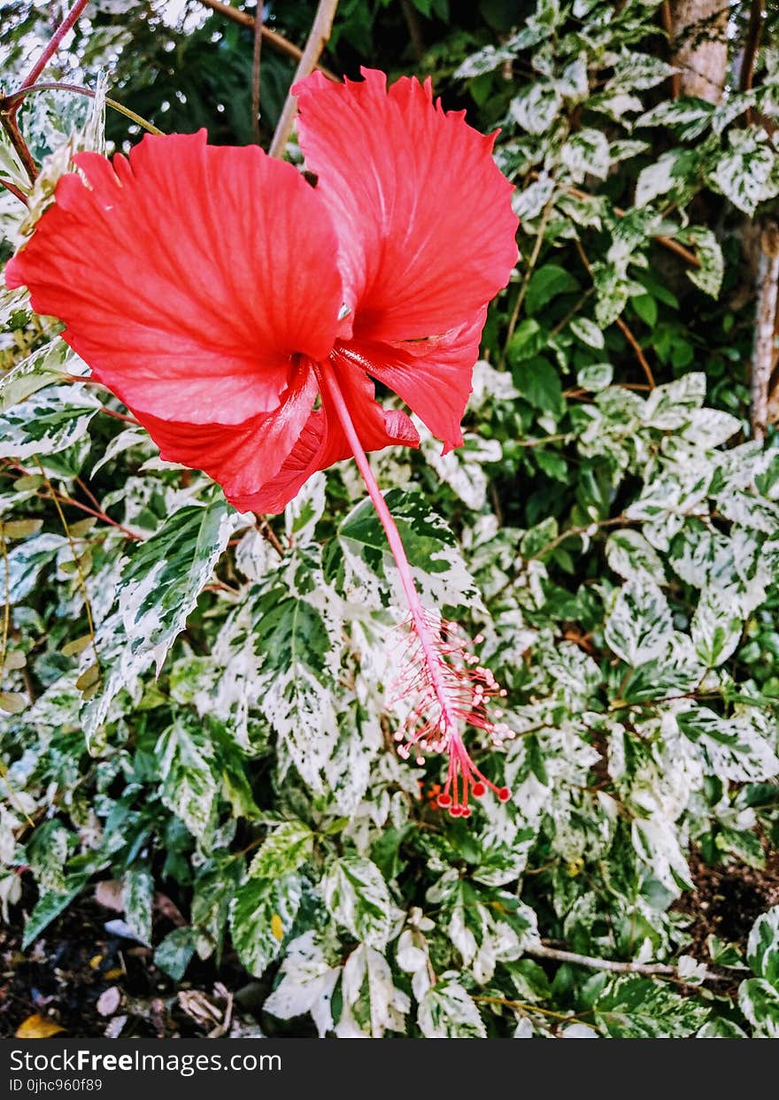 Red Hibiscus