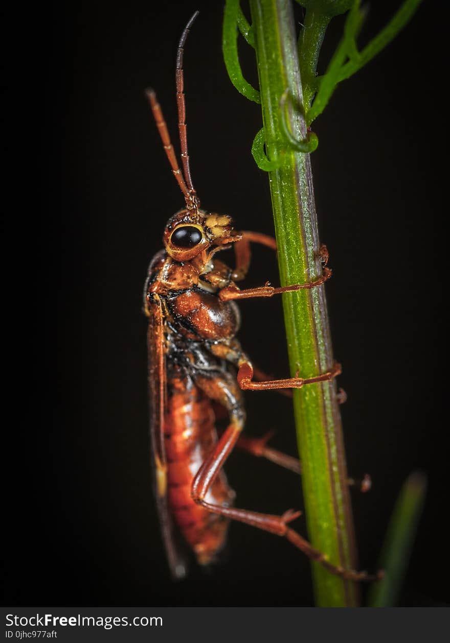 Brown Insect On Plant