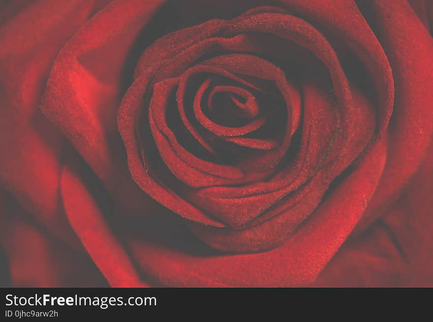 Macro Photography of Red Rose