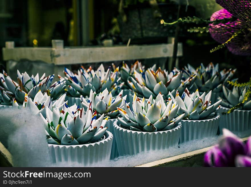 Shallow Focus Photography of Green Succulent Plants