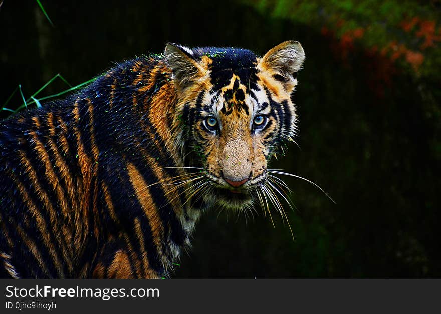 Bengal Tiger