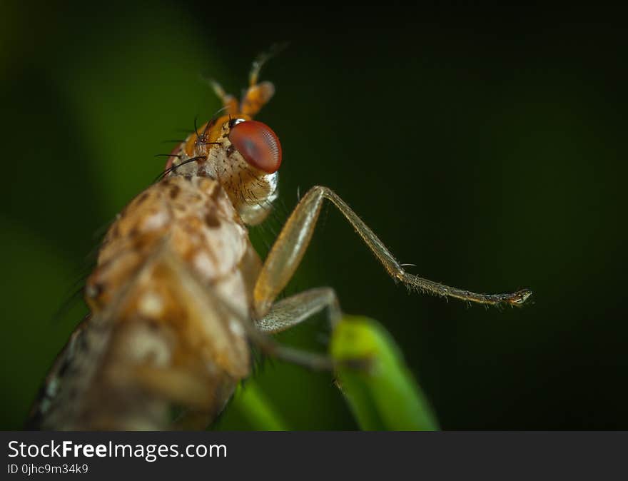 Macro Photography of Brown Insect