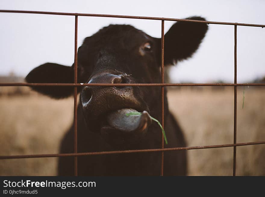 Black Calf Behind Steel Fence