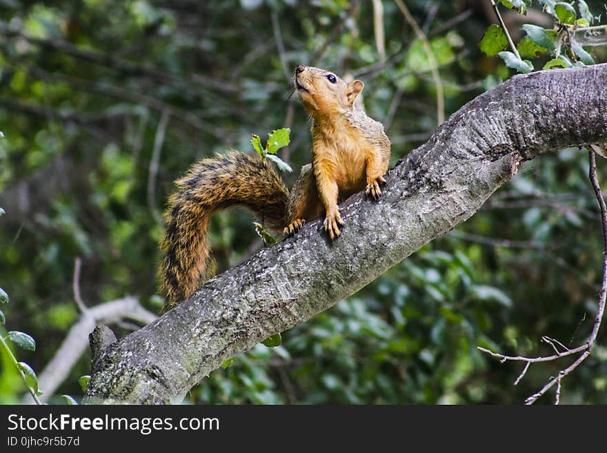 Squirrel On Tree Branch