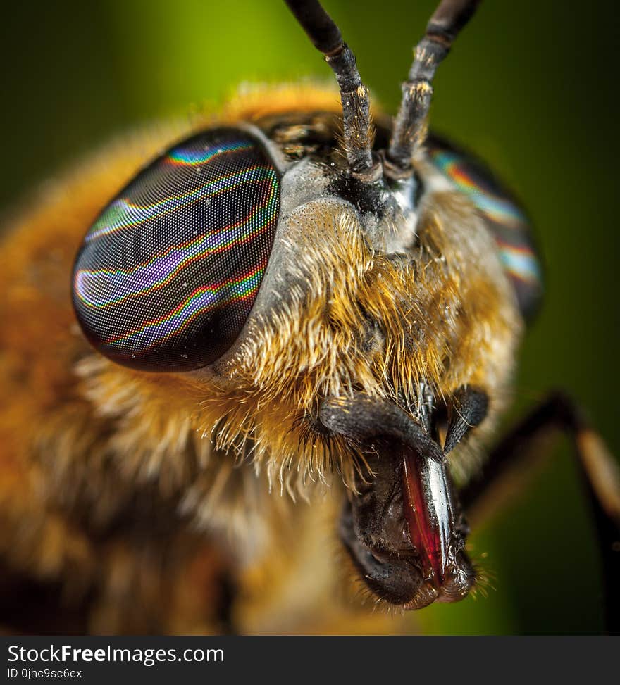 Close-Up Photo Of Insect