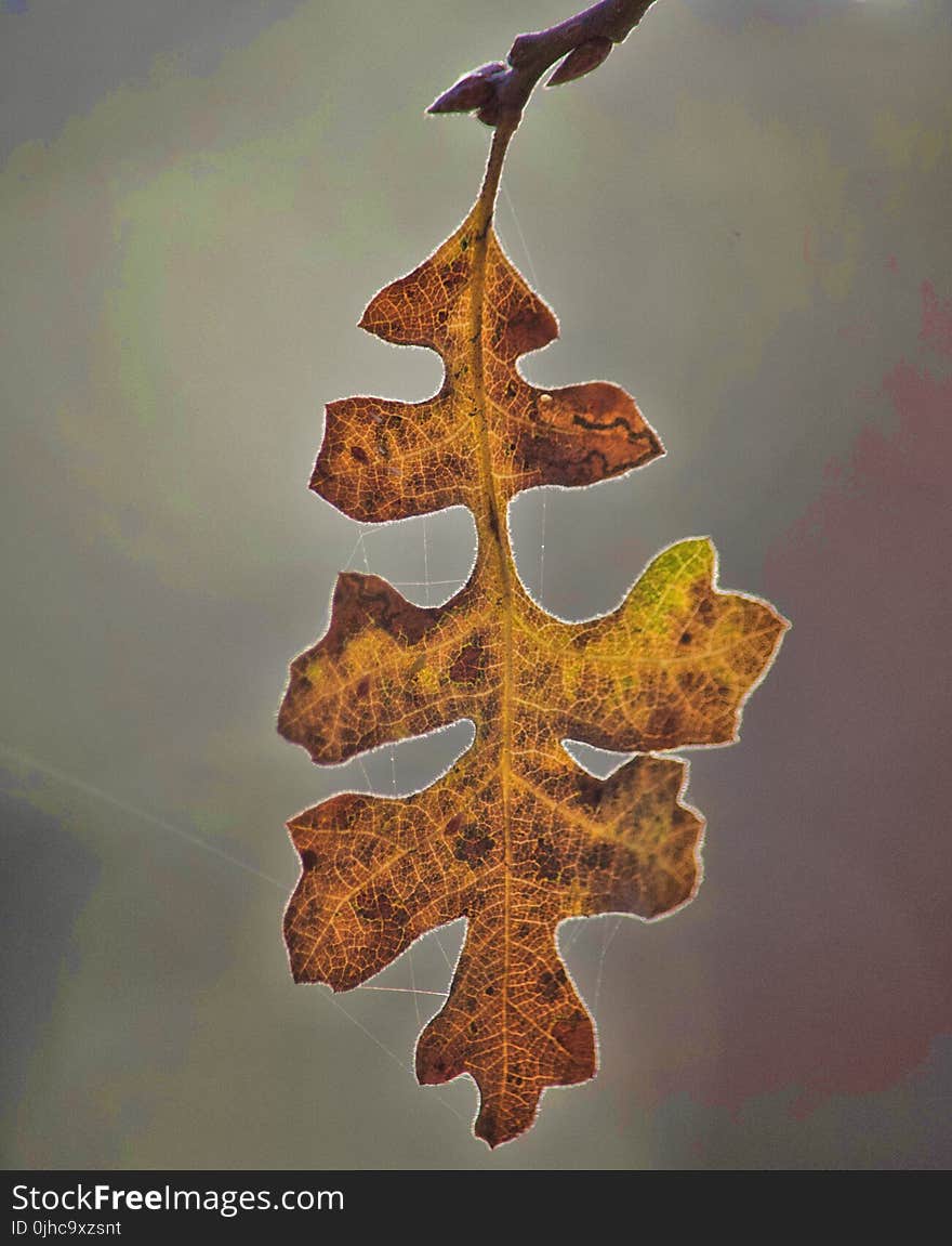 Macro Photography Of Dry Leaf