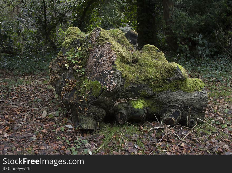 Brown Tree Log Filled With Moss on Withered Leaf Field