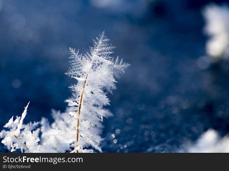 Macro Photography of Snowflakes