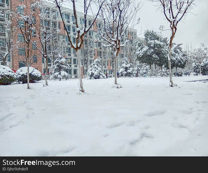 Bare Tree Covered With Snow