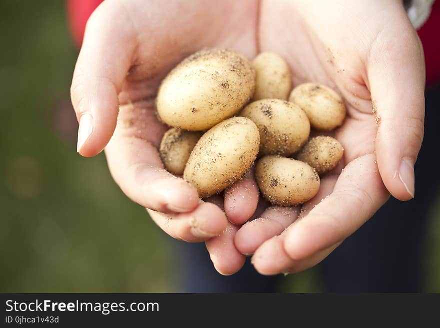 Person Holding Brown Stones