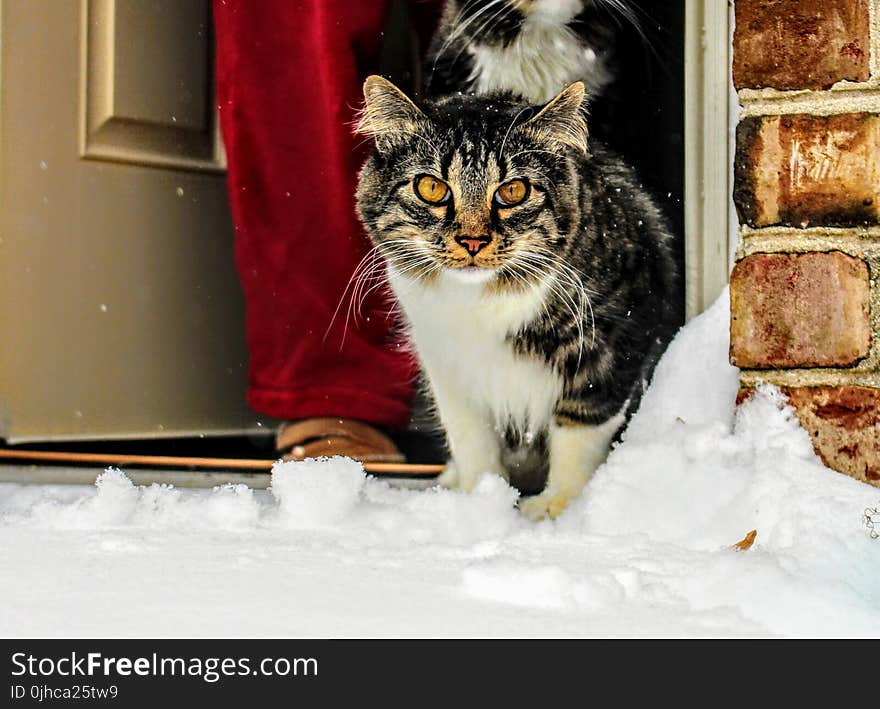 Brown, White and Black Maine Coon Cat in Front of Gray Wooden Door