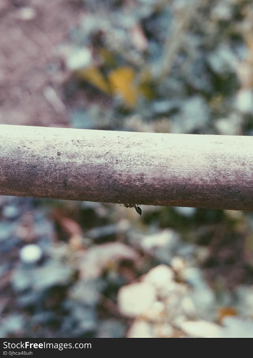 Selective Photography of Ant on Gray Pipe