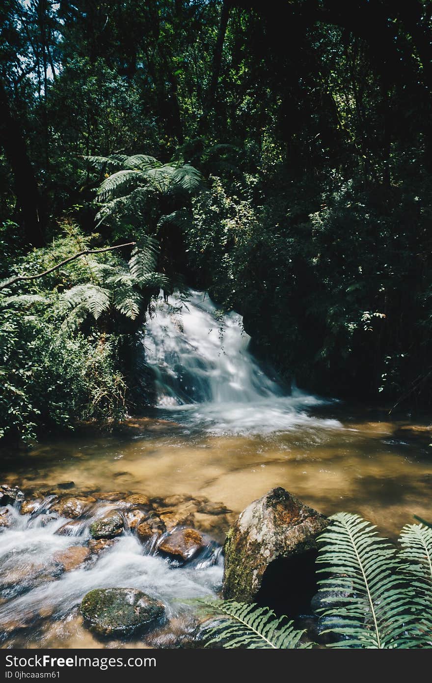 Water Stream Surrounded by Plants