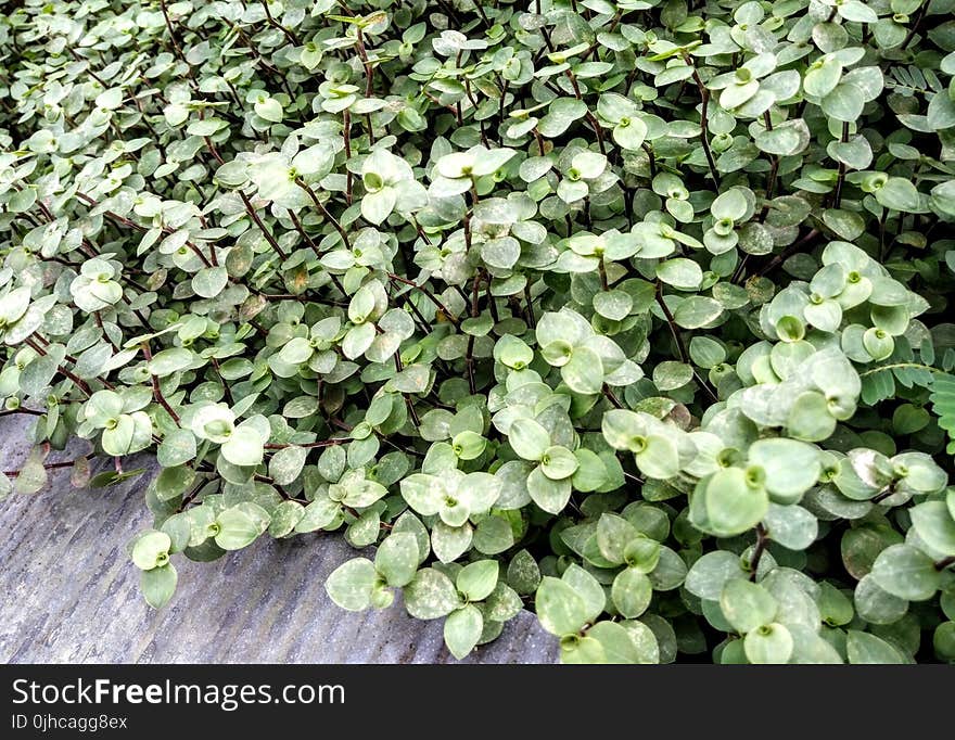 Green Jade Plant Lot