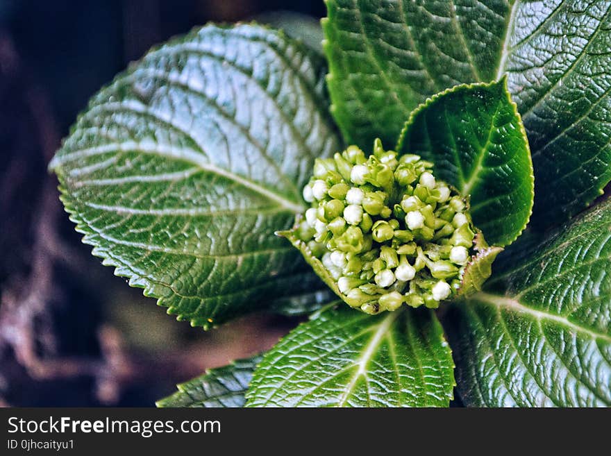 Photo of Green Leaf Plant