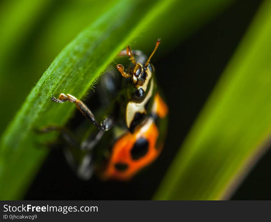 Micro Photography of Orange Ladybug Perching on Leaf