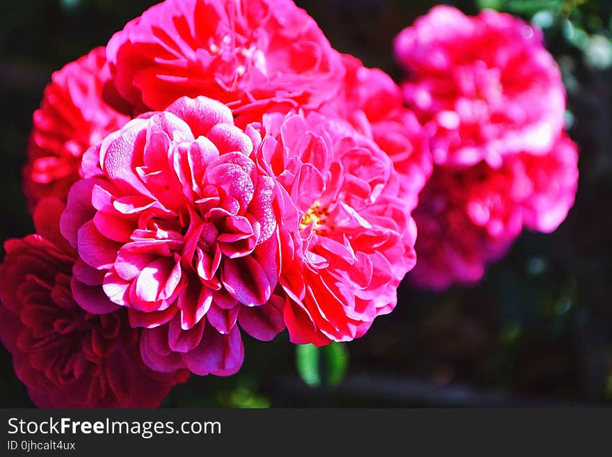 Close-up Photography Of Pink Petaled Flower