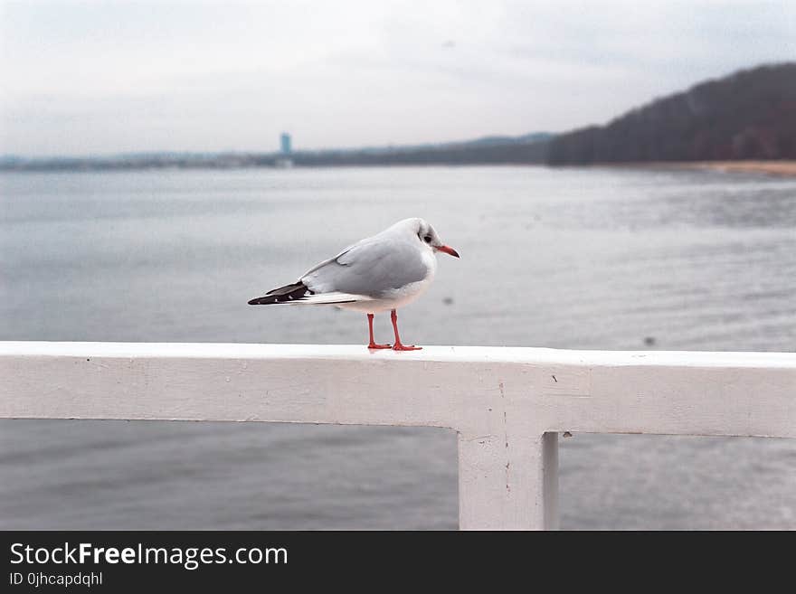 Photo of Gray and White Bird Perched on White Wooden Railing