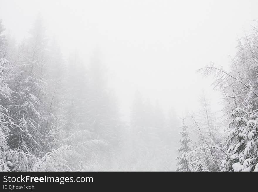 White Snowy Environment With Pine Trees