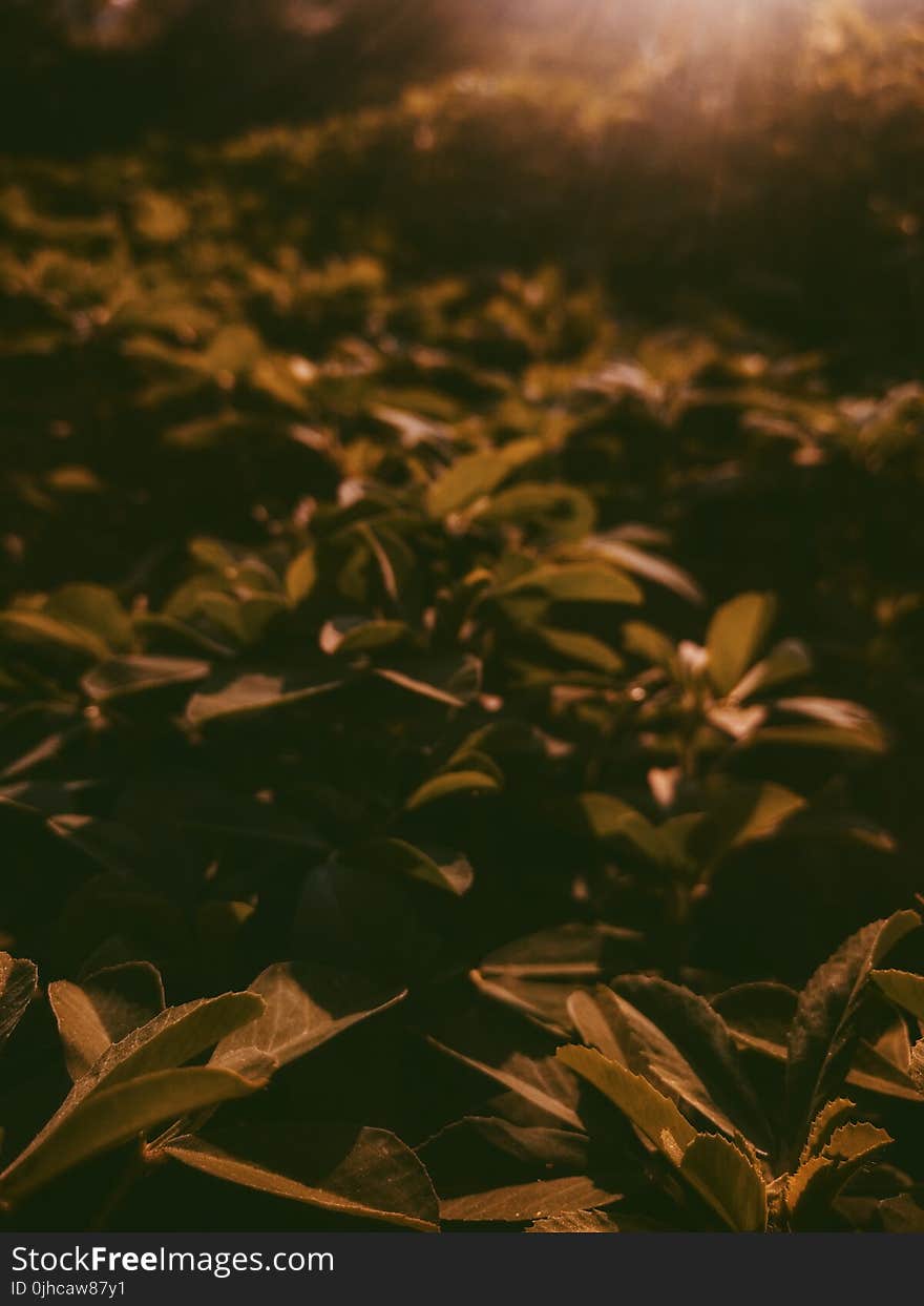 Selective Focus Photography of Plants