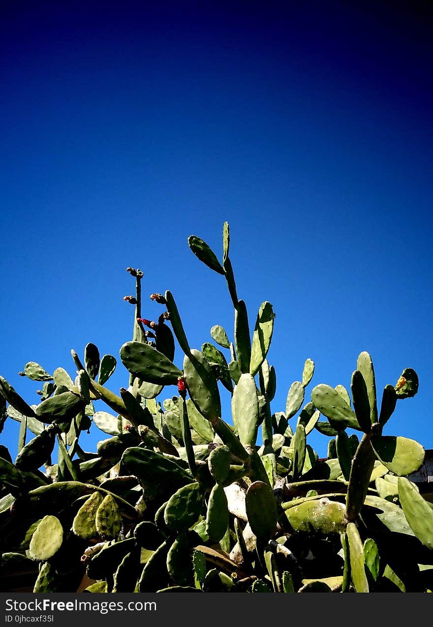 Indian Fig Plant