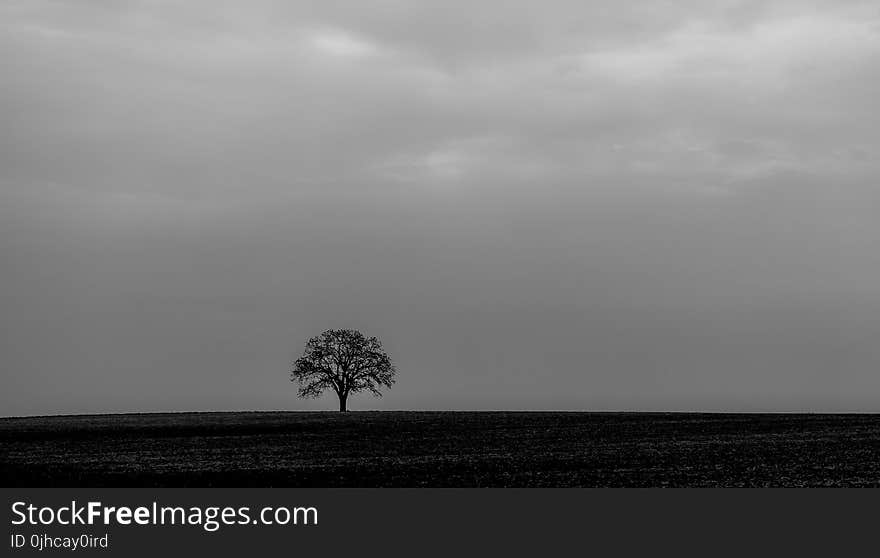 Bare Tree