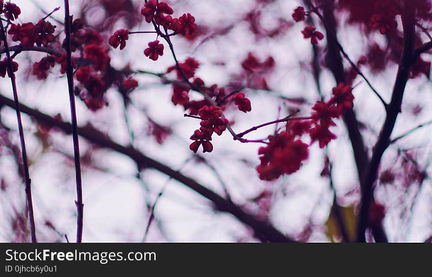 Selective Focus Photography of Cherry Blossom