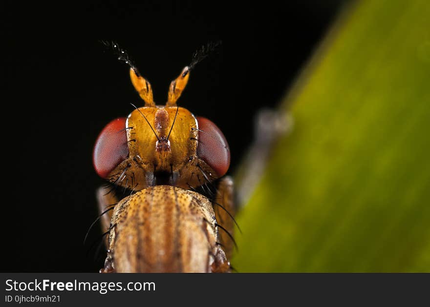 Macro Photography of Brown Insect