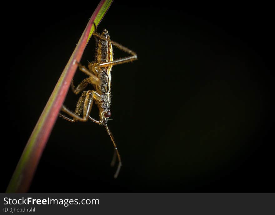 Brown and Black Cricket on Grass