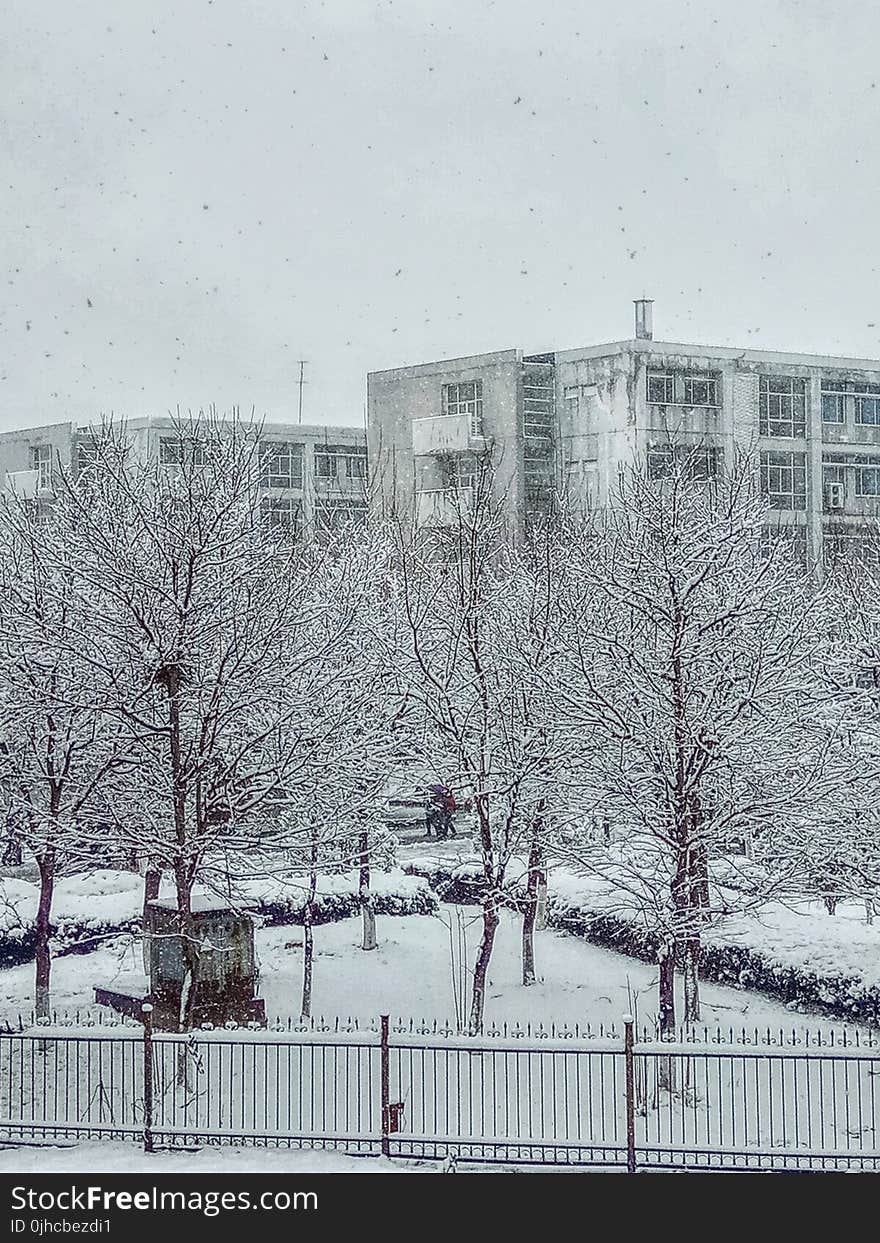 Snow Covered Bare Tree Near Buildings