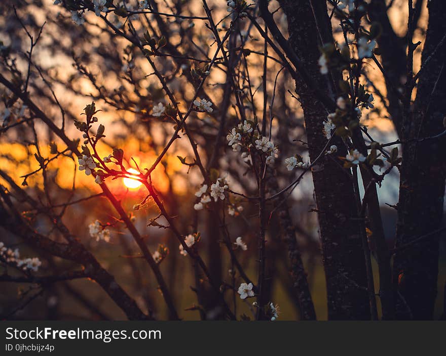 White Tree Blossoms Under Golden Sun