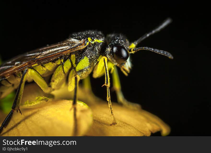 Green and Black Winged Insect in Micro Photography