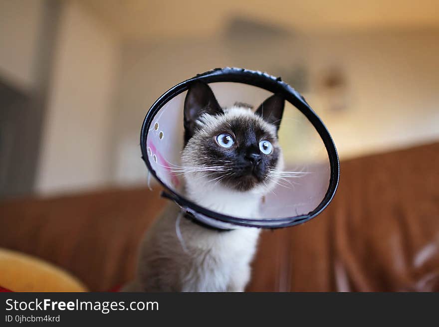 Siamese Cat Wearing Colar Cone