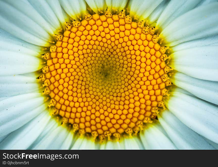 White Daisy Flower in Closeup Photography