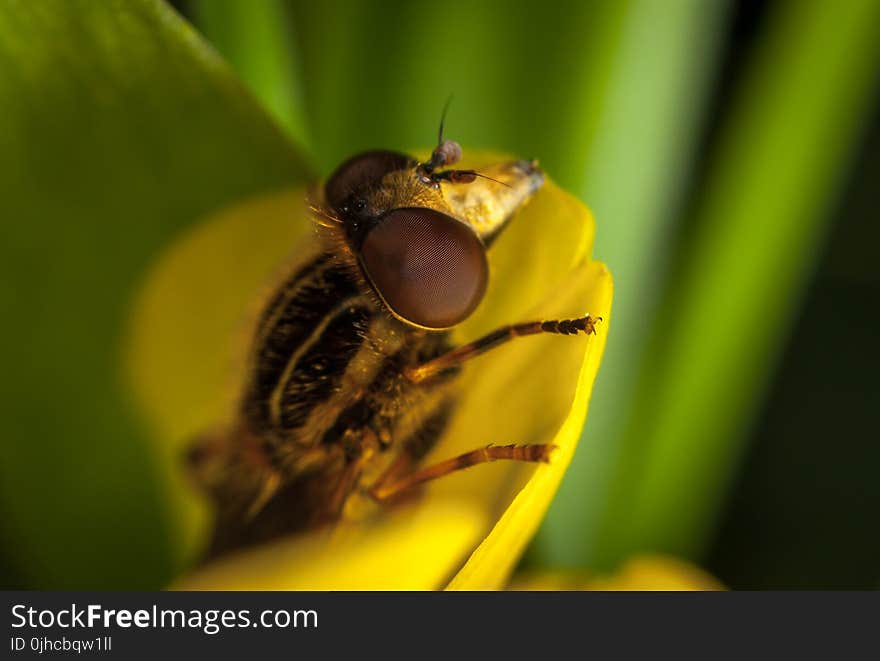 Close Up Photo of Brown and Black Roberfly