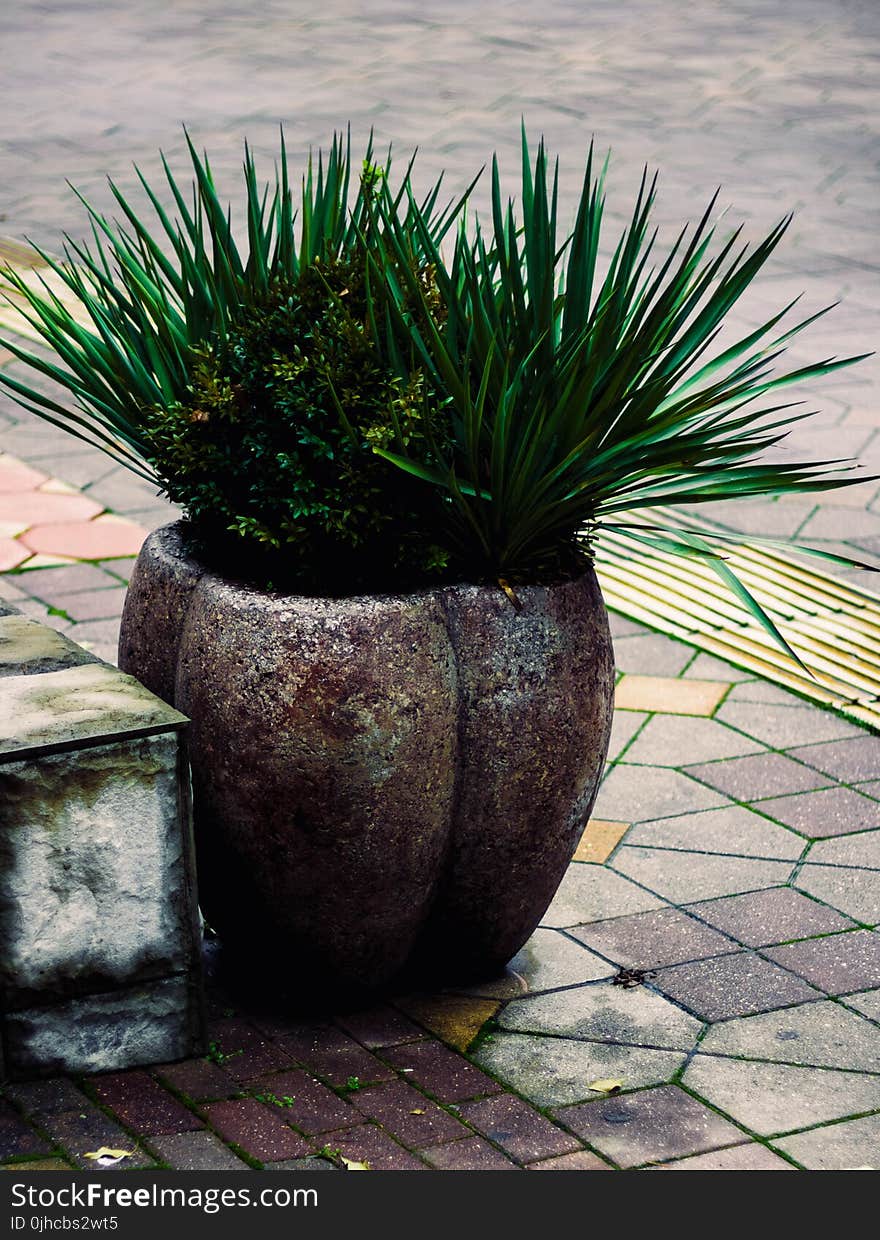 Two Green Leaf Plants