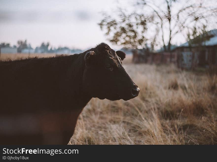 Black Cattle Beside Trees and Houses