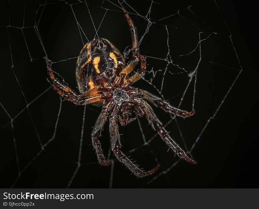 Brown Barn Spider in Closeup Photography