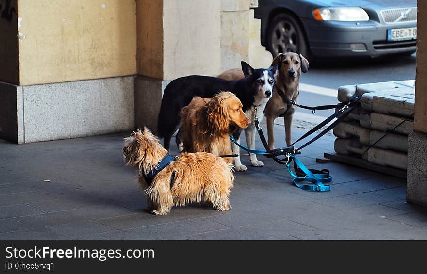 Norwich Terrier, Irish Setter, Siberian Husky and Labrador Retriever