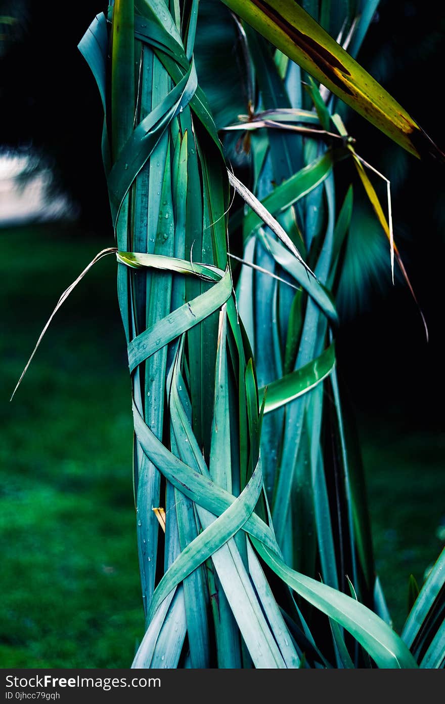 Two Green Plants