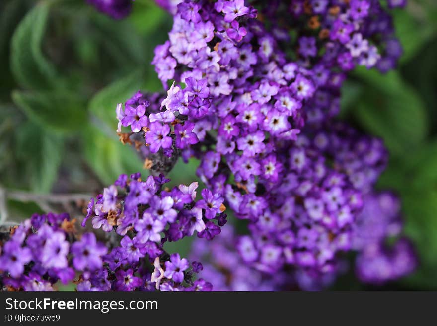 Purple Petaled Flowers