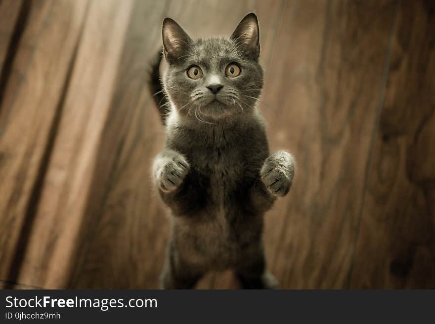 Grey Kitten On Floor