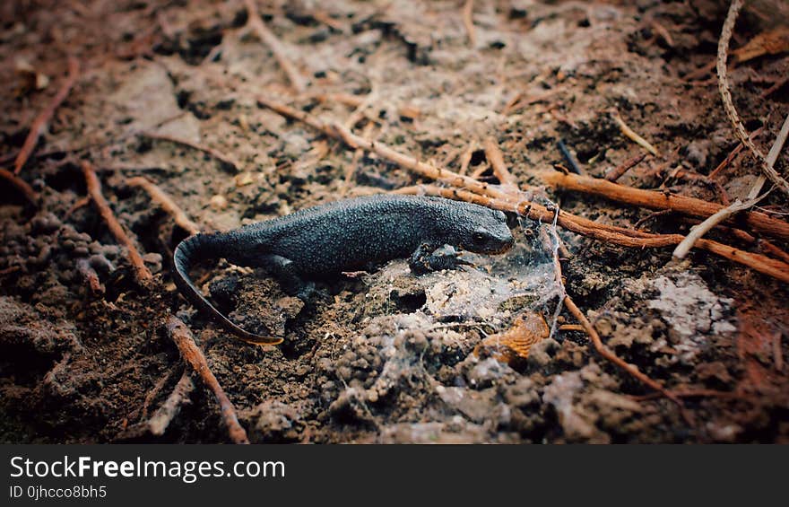 Black Lizard Surrounded With Twigs