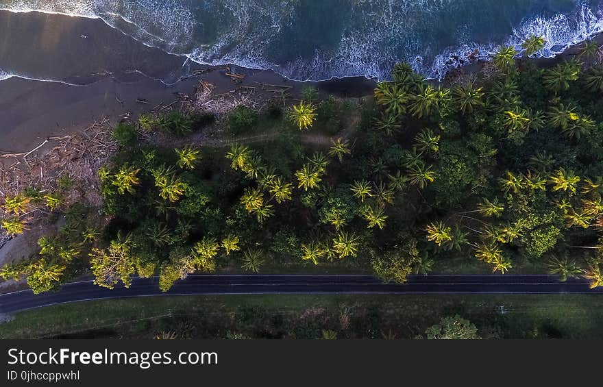 Aerial Shot Of Trees