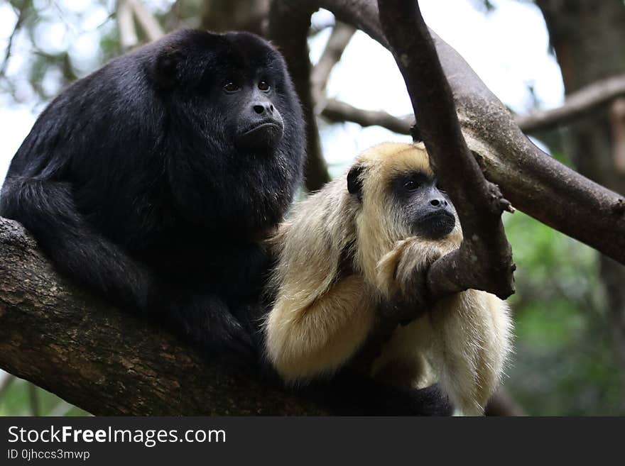 Two Monkey in Branch of Tree Photo