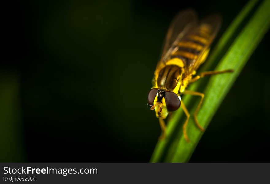 Hover Fly in Micro Photography Perching on Green Leaf