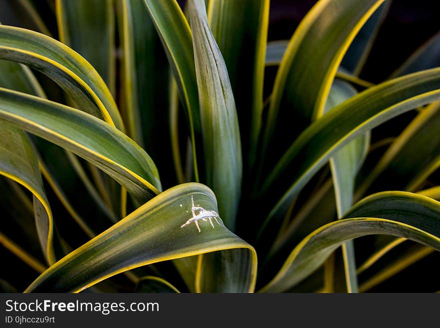 Close-Up Photography of Agave Plant