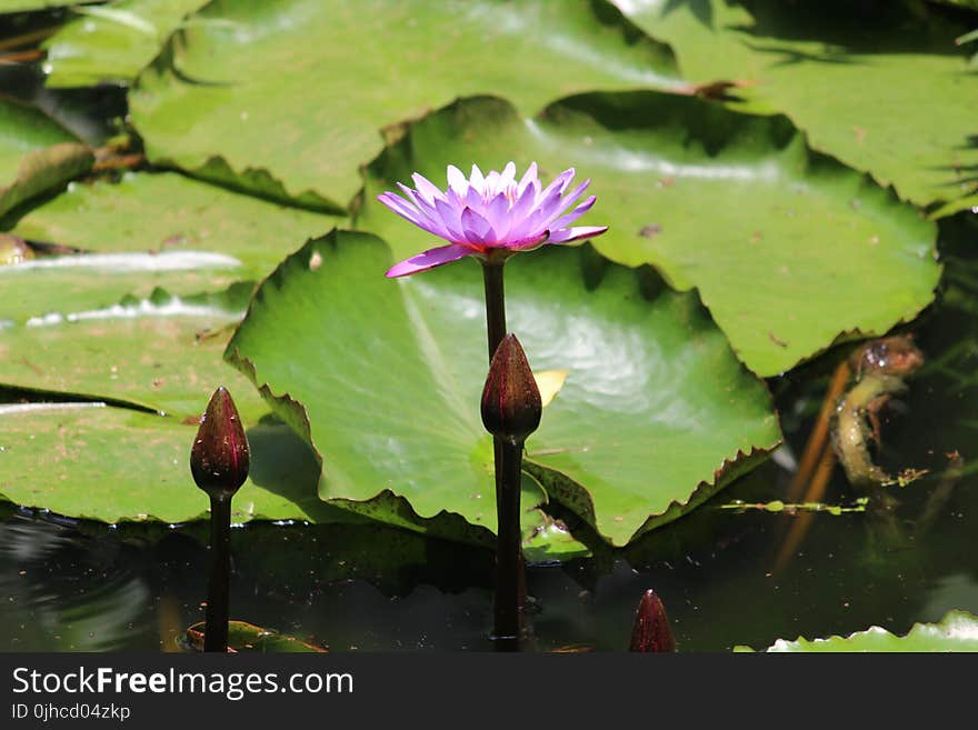 Close-up Photography of Purple Water Lily in Bloom